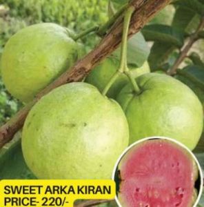 Sweet Arka Kiran Guava Plant