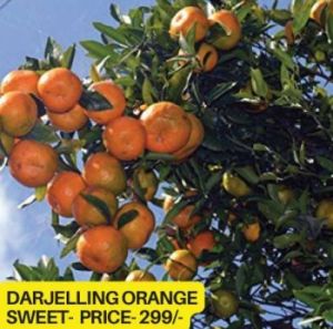 Sweet Darjeeling Orange Plant