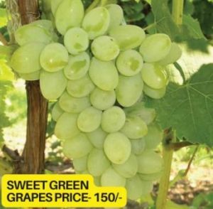 Sweet Green Grapes Plant