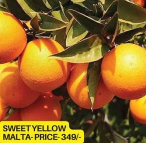 Sweet Yellow Malta Orange Plant