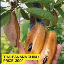 Thai Banana Chikoo Plant