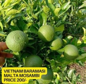 Vietnam Baramasi Malta Mosambi Plant