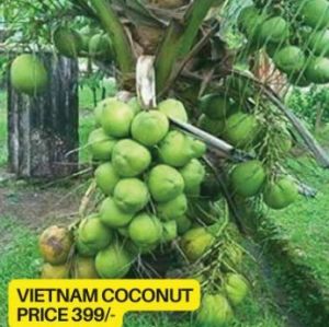 Vietnam Coconut Plant