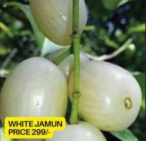 White Jamun Plant