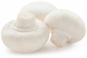 Hygienic Button Mushroom