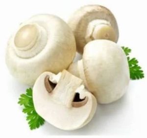 White Button Mushroom