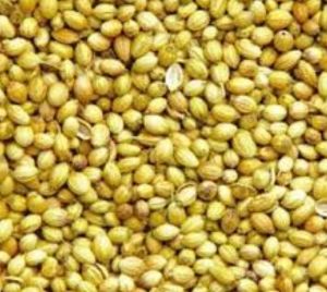 Bold Coriander Seeds