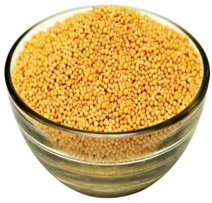 Yellow Mustard Seeds