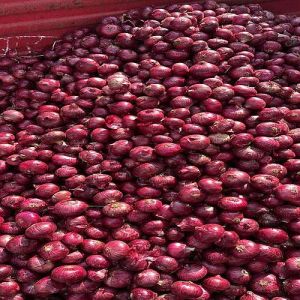 Nashik Fresh Red Onion