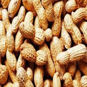 Shelled Groundnuts