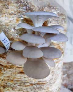 Fresh Oyster Mushroom