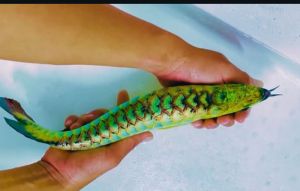 Rare Green Golden Arowana Fish