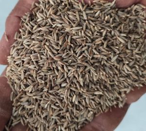 Cumin Seeds
