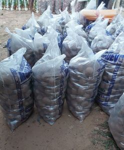 Dry Coconut Copra