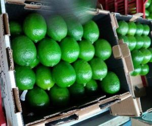 Fresh Green Lemon