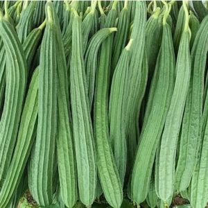Fresh Ridge Gourd