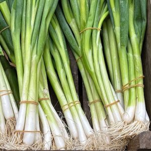 Fresh Spring Onion