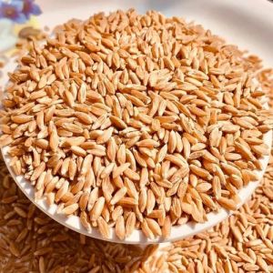 Sharbati Wheat Grain