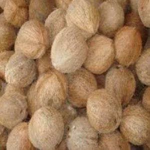 Semi Husked Coconuts