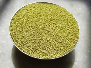 Browntop Millet