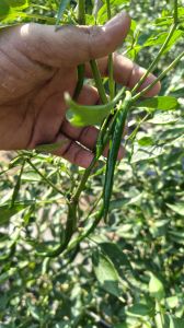 G4 Chili (Govri)