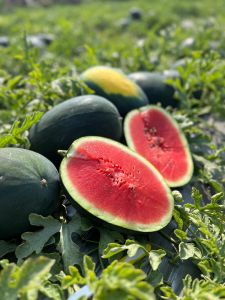 watermelon