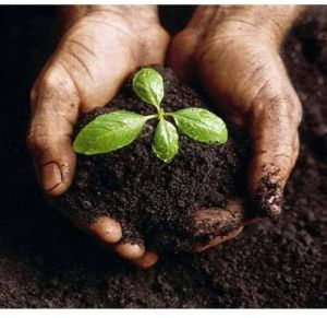 Organic Vermicompost Bio Fertilizers