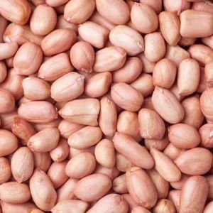 Groundnut Oil Seed