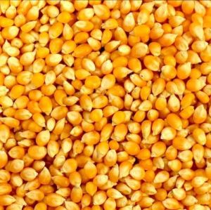 Natural Yellow Maize Seed
