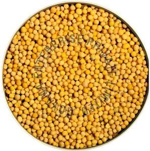 Bold Yellow Mustard Seeds