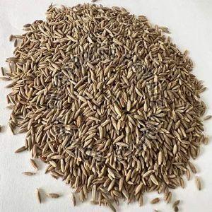 Cumin Seeds