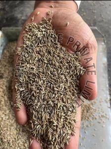 Classic Brown Cumin Seeds