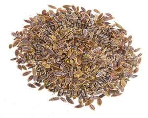 Dill Seeds