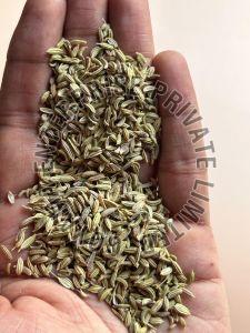 Regular Classic Fennel Seeds