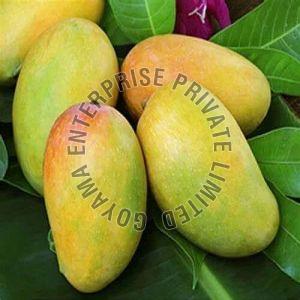 Fresh Indian Kesar Mango