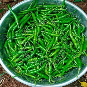 Fresh Spicy Green Chilli