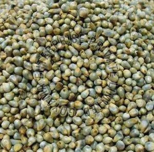 Green Pearl Millet Seeds