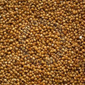 Kodo Millet Seeds