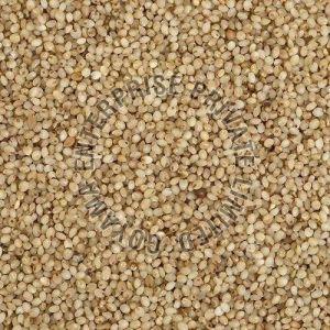 Little Millet Seeds