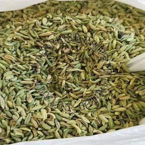 Lucknowi Fennel Seeds