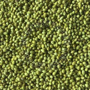 Parrot Coriander Seeds