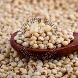 Sorghum Millet Seeds