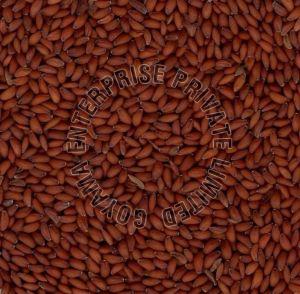 Sortex Asaliya Seeds
