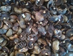 Cashew Nuts Waste