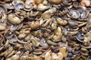 Cashew Nuts Waste