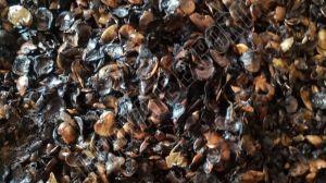 Cashew Nuts Waste