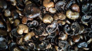 Cashew Nuts Waste
