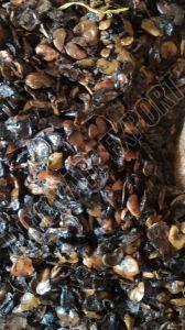 Cashew Nuts Waste