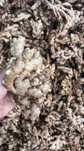 Organic Fresh Ginger