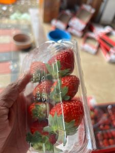 Strawberry Premium Quality